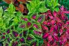USA, Washington State, Sammamish. Coleus in planters in garden Art Print